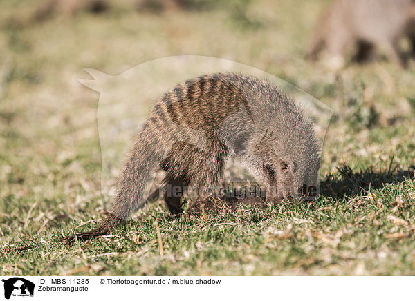 Zebramanguste / banded mongoose / MBS-11285