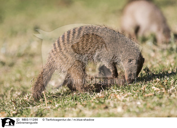 Zebramanguste / banded mongoose / MBS-11286
