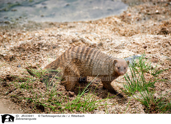 Zebramanguste / banded mongoose / JR-03941