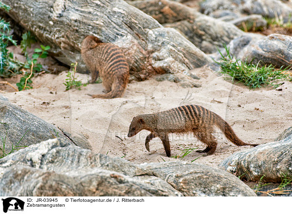 Zebramangusten / banded mongooses / JR-03945