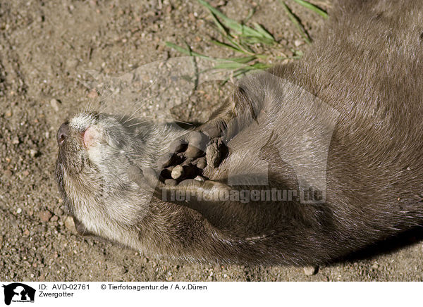 Zwergotter / oriental small-clawed otter / AVD-02761