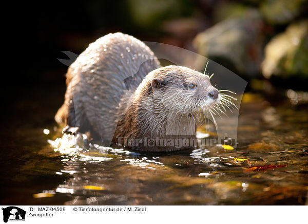 Zwergotter / oriental small-clawed otter / MAZ-04509