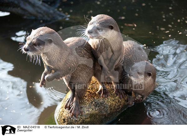 Zwergotter / oriental small-clawed otters / MAZ-04518