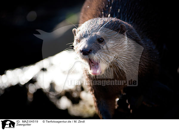 Zwergotter / oriental small-clawed otter / MAZ-04519
