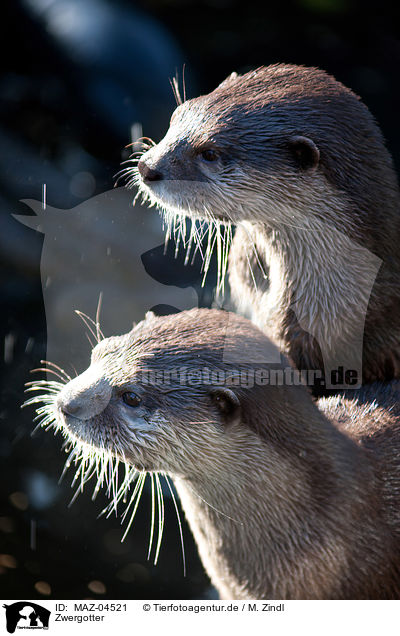 Zwergotter / oriental small-clawed otters / MAZ-04521
