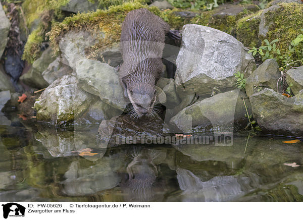 Zwergotter am Fluss / Asian small-clawed otter on the river / PW-05626