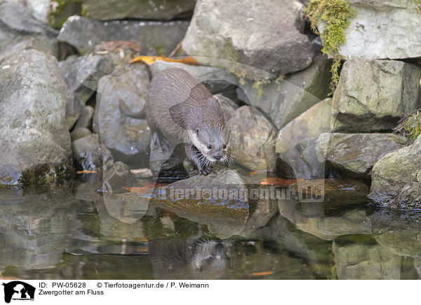 Zwergotter am Fluss / Asian small-clawed otter on the river / PW-05628