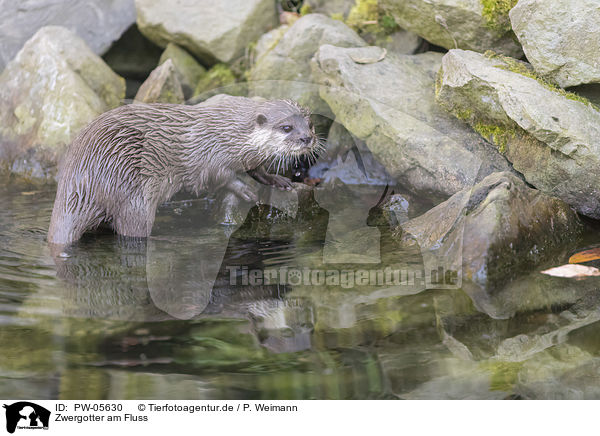 Zwergotter am Fluss / PW-05630