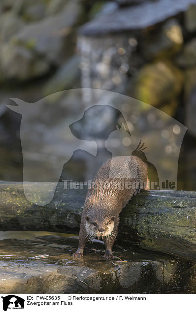 Zwergotter am Fluss / Asian small-clawed otter on the river / PW-05635