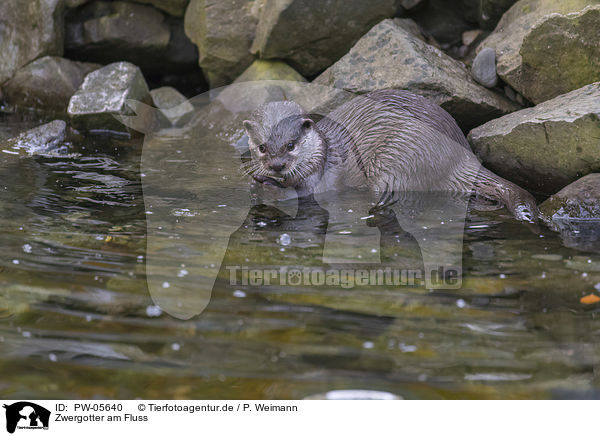 Zwergotter am Fluss / Asian small-clawed otter on the river / PW-05640