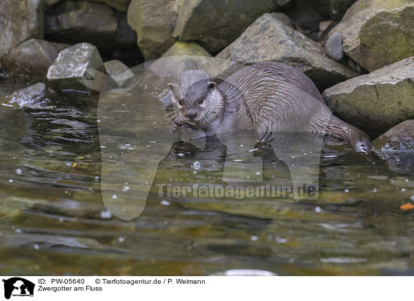 Zwergotter am Fluss / PW-05640