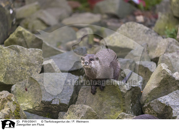 Zwergotter am Fluss / PW-05641