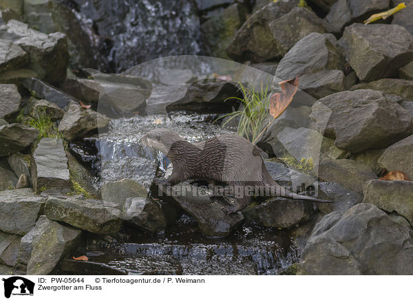 Zwergotter am Fluss / Asian small-clawed otter on the river / PW-05644