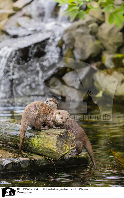 Zwergotter / Asian small-clawed otter / PW-09864