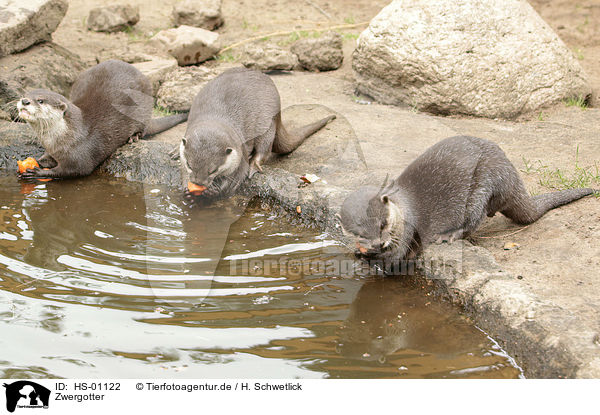 Zwergotter / Asian small-clawed otter / HS-01122