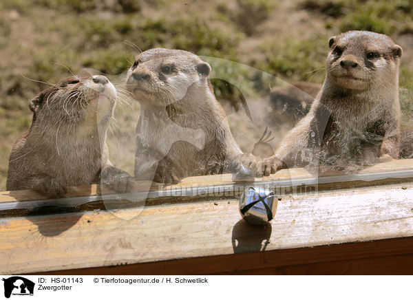 Zwergotter / Asian small-clawed otter / HS-01143