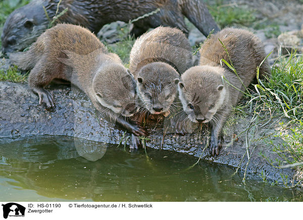 Zwergotter / Asian small-clawed otter / HS-01190