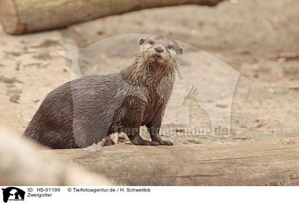 Zwergotter / Asian small-clawed otter / HS-01199