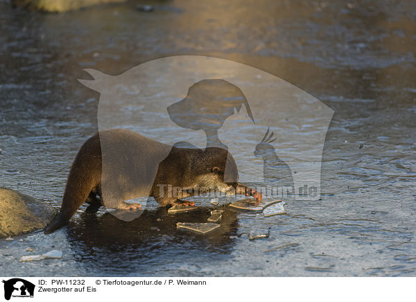 Zwergotter auf Eis / Asian small-clawed otter on ice / PW-11232