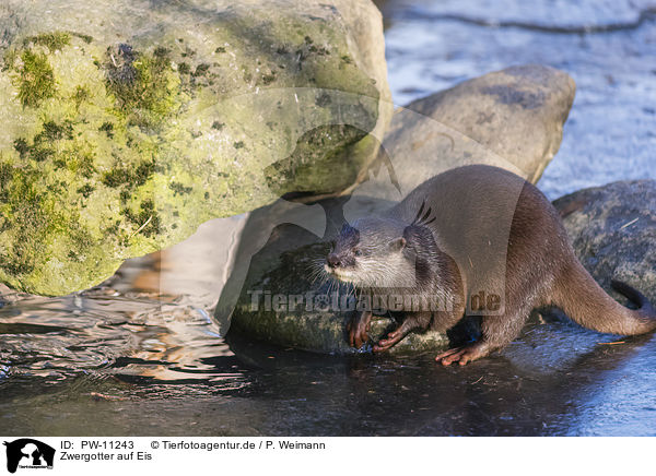 Zwergotter auf Eis / Asian small-clawed otter on ice / PW-11243