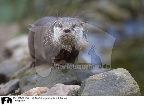 Zwergotter / Asian small-clawed otter / JM-06108
