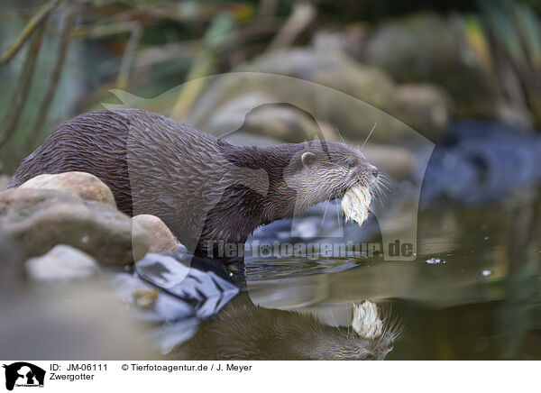 Zwergotter / Asian small-clawed otter / JM-06111