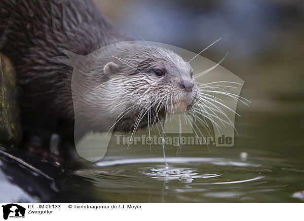Zwergotter / Asian small-clawed otter / JM-06133