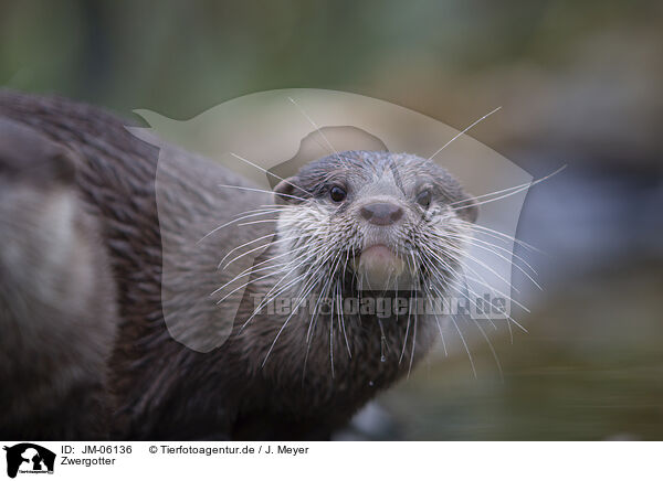 Zwergotter / Asian small-clawed otter / JM-06136