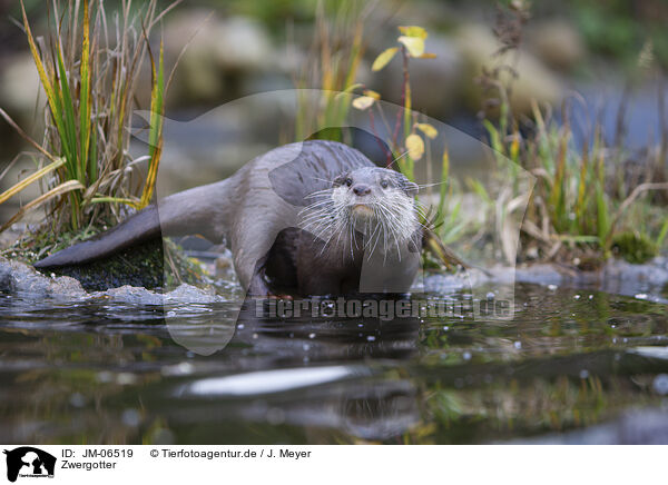 Zwergotter / Asian small-clawed otter / JM-06519