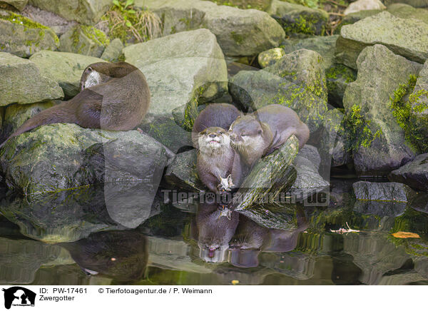 Zwergotter / Asian small-clawed otter / PW-17461