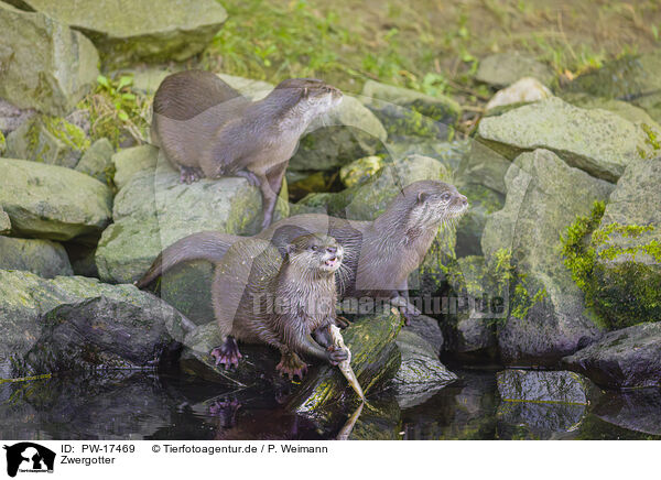 Zwergotter / Asian small-clawed otter / PW-17469