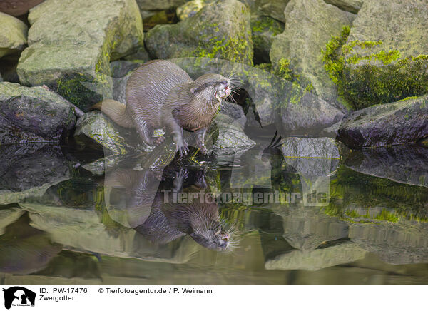 Zwergotter / Asian small-clawed otter / PW-17476