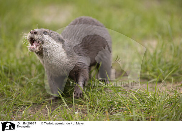 Zwergotter / oriental small-clawed otter / JM-20937