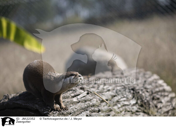 Zwergotter / Asian small-clawed otter / JM-22352