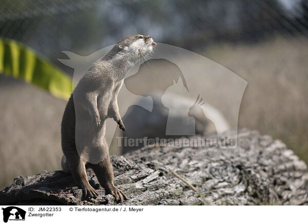 Zwergotter / Asian small-clawed otter / JM-22353