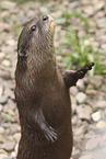 Zwergotter