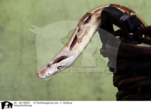 Abgottschlange / Boa constrictor / JH-19534