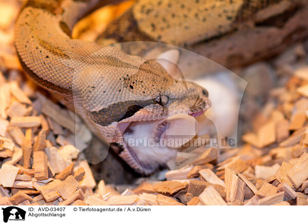 Abgottschlange / Boa constrictor / AVD-03407