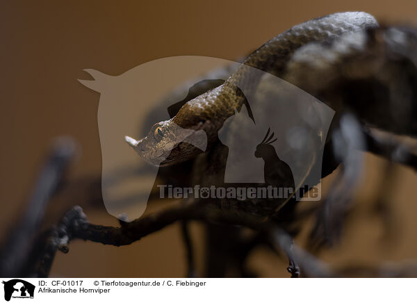 Afrikanische Hornviper / african horned viper / CF-01017