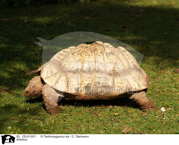 Aldabra / Aldabra giant tortoise / CD-01001