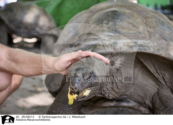 Aldabra-Riesenschildkrte / Aldabra giant tortoise / JR-06013