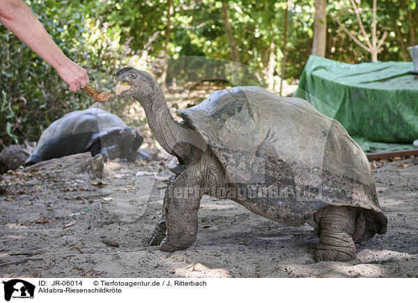 Aldabra-Riesenschildkrte / Aldabra giant tortoise / JR-06014