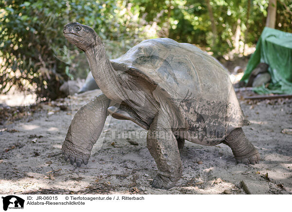 Aldabra-Riesenschildkrte / Aldabra giant tortoise / JR-06015