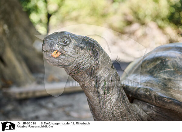 Aldabra-Riesenschildkrte / JR-06018