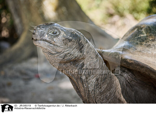 Aldabra-Riesenschildkrte / Aldabra giant tortoise / JR-06019