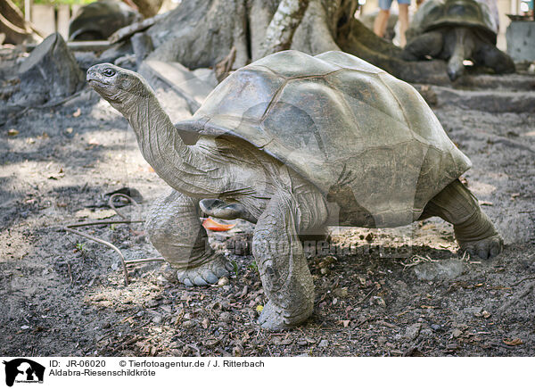 Aldabra-Riesenschildkrte / Aldabra giant tortoise / JR-06020