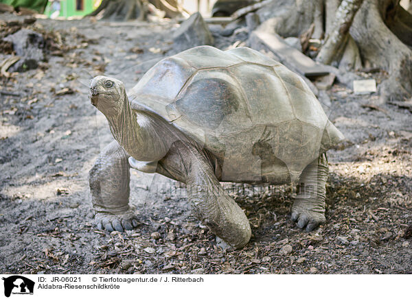 Aldabra-Riesenschildkrte / Aldabra giant tortoise / JR-06021