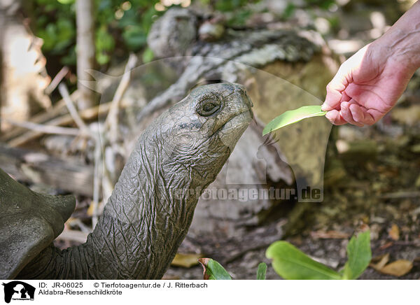 Aldabra-Riesenschildkrte / Aldabra giant tortoise / JR-06025