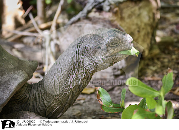 Aldabra-Riesenschildkrte / JR-06026