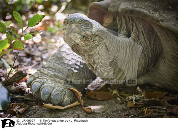 Aldabra-Riesenschildkrte / Aldabra giant tortoise / JR-06027
